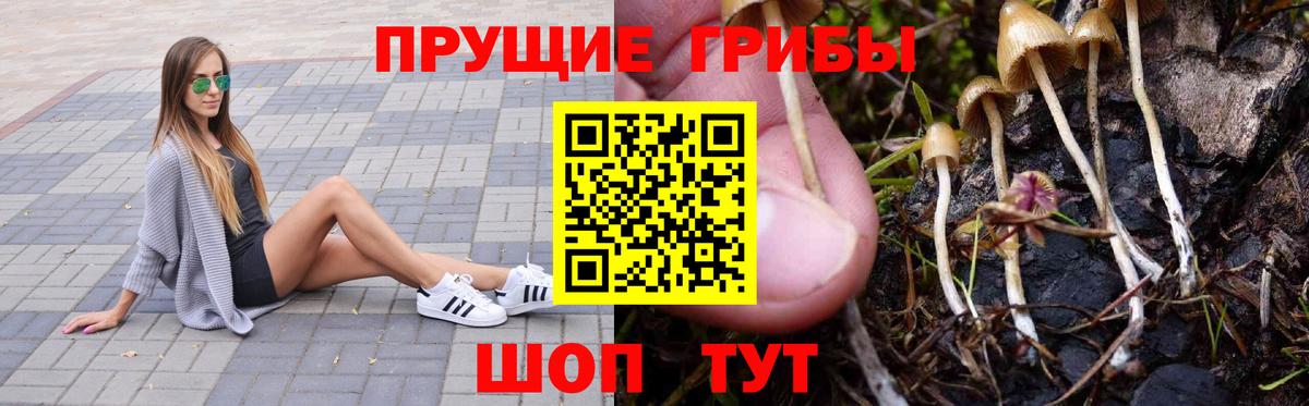 Псилоцибиновые грибы мицелий Комсомольск-на-Амуре